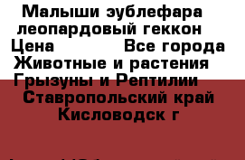 Малыши эублефара ( леопардовый геккон) › Цена ­ 1 500 - Все города Животные и растения » Грызуны и Рептилии   . Ставропольский край,Кисловодск г.